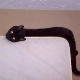 龙舌兰心跳