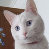 伍味子