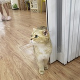 没存在感的momo