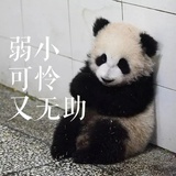 葫芦葫芦条儿