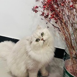Seren