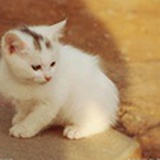 流浪猫