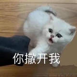 飞天小猪