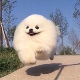 蛋糕子