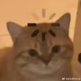 virgowho