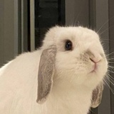 冬瓜茶配孟婆汤