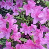冬天的菊花