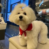 闯韩战士yjx