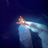 晏