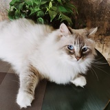 大口吃饼