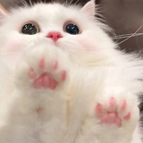 小可爱
