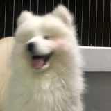 等月亮落下
