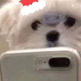 不太爱装的vvi