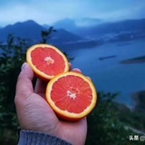 大橙小橘子