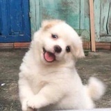 害