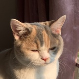 社长长