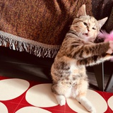 kiko ʕ ᴥʔ