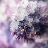 木尾鱼