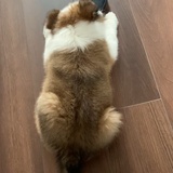 小熊敢敢