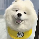 煤球猪猪包