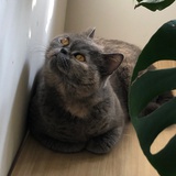 gninniL