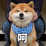 猫和柴犬的