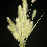 美丽心灵GEGE