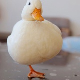 咕噜