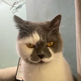 kiwi, jannabi