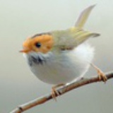 fatbird