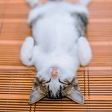白日梦