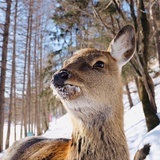 枸杞橄榄洋甘菊