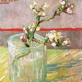 sprout