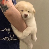 土家没有酱香饼