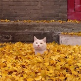 不吃辣