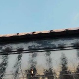 望帝春心