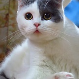栗子猫1315