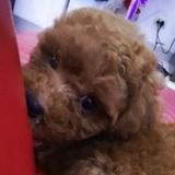 喝柠檬茶的咖咖