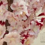 阿卡夏之花