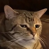 吼姆拉
