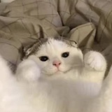 蒙面大盗