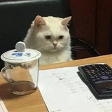猫尔索