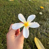 月亮與海鴒