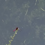 火蜻蜓