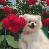 番薯芋头
