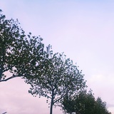 好奇的猫