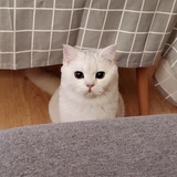 二十六画生