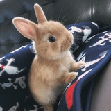 maggie