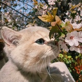 普北