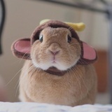 一颗兔叽